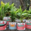 Plantjes in blik